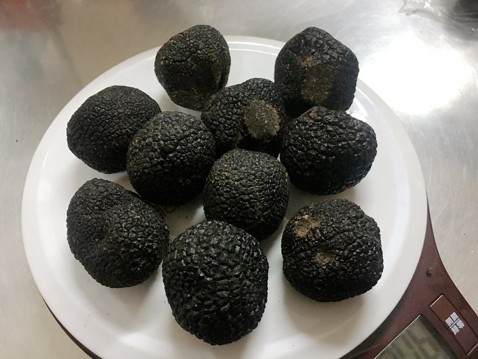 冬季黑松露季快邁入尾聲了!