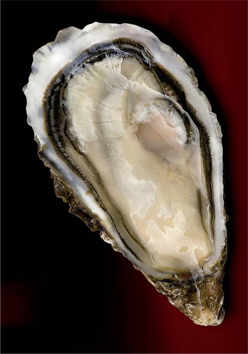 滿月生蠔<br>HUITRE CADORET DE LA LUNE OYSTER  |海鮮|生蠔