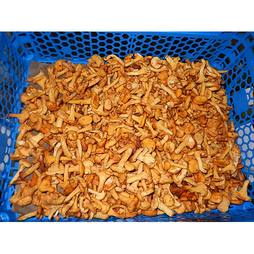 新鮮迷你黃蘑菇<br/>FRESH GIROLLE BABY <3CM <br/>  |時蔬|菌菇