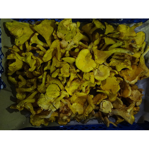 新鮮黃蘑菇<br/>FRESH GIROLLE SMALL 3-5CM <br/>  |時蔬|菌菇