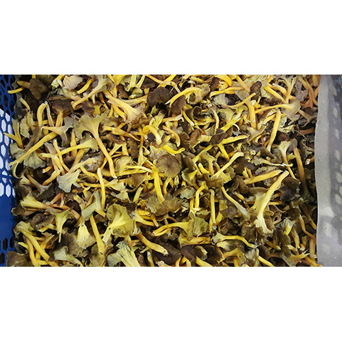 新鮮灰蘑菇<br/>FRESH GREY CHANTERELLE <br/>產品圖