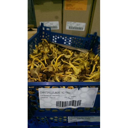 新鮮黃菇<br/>FRESH YELLOW CHANTERELLES <br/>  |時蔬|菌菇