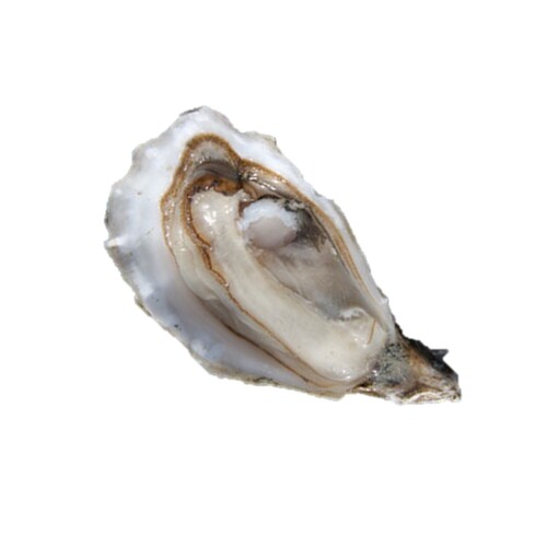 慕更生蠔<br>HUITRE CREUSE MUIRGEN OYSTER  |海鮮|生蠔